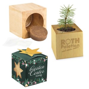 Pot cube bois Maxi de Noël en boite star-box - Epicéa
