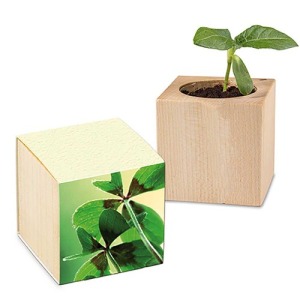 Cubo di fiori - Bulbi di trifoglio a 4 foglie