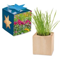 Maxi cubo de madera para maceta en estuche de estrella - Mezcla de flores de verano