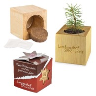 Maceta cubo de madera Maxi Christmas en caja estrella - Abeto