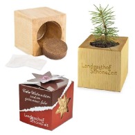 Mini maceta cúbica de madera con semillas de abeto en Star-Box - Abeto