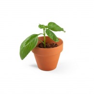 Terracotta pot with basil seeds