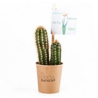 Cactus de promoción en un vaso de cartón