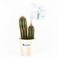 Cactus personalizable en una olla de madera