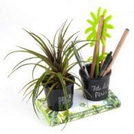 Duo de pots à crayons avec plante publicitaire grasse