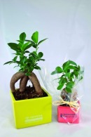 Ficus ginseng - petit format