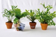 Mini-Abfallpflanze im Terrakotta-Topf