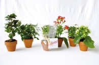 Mini-Blumenpflanze im Terrakotta-Topf