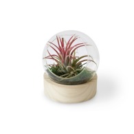 Mini-Globus-Terrarium mit Holzsockel