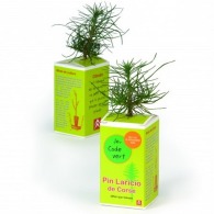 Petit plant plant de pin en cube carton imprimé