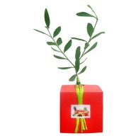 Plant d'arbre en cube publicitaire