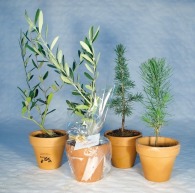 Baumpflanze im Terrakotta-Topf