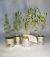 Plant d'arbre personnalisable en pot zinc