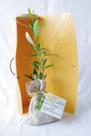 Planta de árbol de promoción en tubo de madera