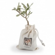 Olivenbaum-Pflanze in Baumwolltasche