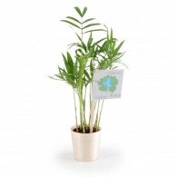 Depolluting plant in wooden pot