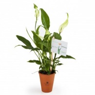 Spathiphyllum - Plante dépolluante personnalisée en pot