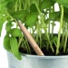 Crayon Sprout en bois durable avec mine graphite. Plantable après utilisation cadeau d’entreprise