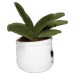 Peluche aloe vera, peluche publicitaire