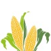 Equerre bio cadeau d’entreprise
