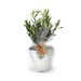 Product thumbnail Potted Olive Tree  1
