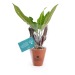 Plante dépolluante en pot terre cuite 10cm, Plante publicitaire