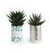 Product thumbnail Can with a growing plant  1