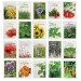 Sachet de graines 60x80mm standard, Sachet de graine pubblicitario