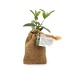 Mini planta de árbol en bolsa: olivo, abeto, boj..., árbol publicidad