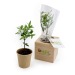 Cube en bois avec un arbre : sapin, palmier, olivier, buis cadeau d’entreprise