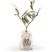 Olivenbaum-Pflanze in Baumwolltasche, Baum Werbung
