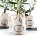 Olivenbaum-Pflanze in Baumwolltasche Geschäftsgeschenk