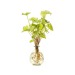 Plante racines nues Syngonium naturalys D9,2 H30 cadeau d’entreprise