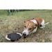 Miniature du produit Le frisbee pour chien personnalisable RINGO 5