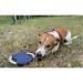Das RINGO Hunde-Frisbee Geschäftsgeschenk