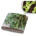 Set de plantation Pop-up - Thym cadeau d’entreprise