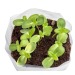 Set de plantation Pop-up - Thym, Kit de plantation publicitaire