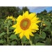 Mini-tonneau en bois - Tournesol, tonneau publicitaire