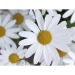 Mini-tonneau en bois - Marguerite, tonneau publicitaire