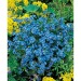 Mini-tonneau en bois - Myosotis, tonneau reclame