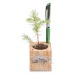 Pot cube boisde bureau en boite star-box - Epicéa cadeau d’entreprise