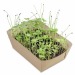 Jardinière en papier bambou - Bulbes de trèfle à 4 feuilles cadeau d’entreprise
