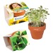 Mini pot terre cuite, fourreau complet- Bulbes de trèfle à 4 feuilles regalo d'azienda