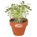 Mini pot terre cuite, fourreau complet- Bulbes de trèfle à 4 feuilles, trèfle à 4 feuilles pubblicitario