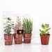 Miniature du produit 3 plantes grasses en serre personnalisable 0
