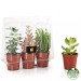 Miniatura del producto 3 plantas suculentas en un invernadero 1