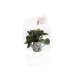 Product thumbnail Zinc watering can with mini flowering plant 2