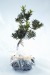 Miniature du produit Bonsai logotés - pin des boudhistes 1