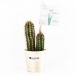 Miniature du produit Cactus publicitaires en pot bois 2