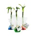 Canne chinoise papier fleuriste, plant publicitaire